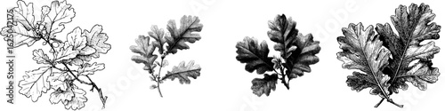 A vintage hand-drawn illustration of oak leaves in a modern botanical style