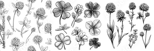 A collection of hand-drawn clover, featuring outlined flowers, in a modern black sketch style on a white background, ideal for decorative herb and wildflower print elements