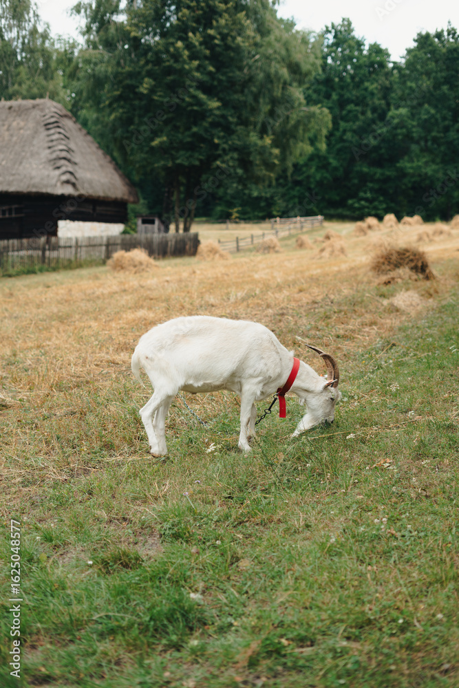Obraz premium A goat at the field eating grass. Rural, agriculture, polish village, Poland