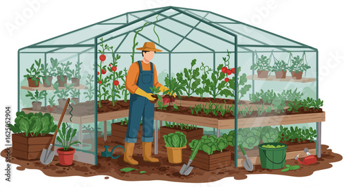 Gardener Planting Seedling in Greenhouse with Tomatoes and Vegetables