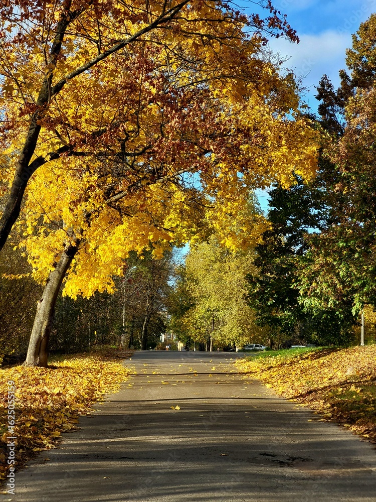 Naklejka premium Autumn park with yellow trees and clear sky