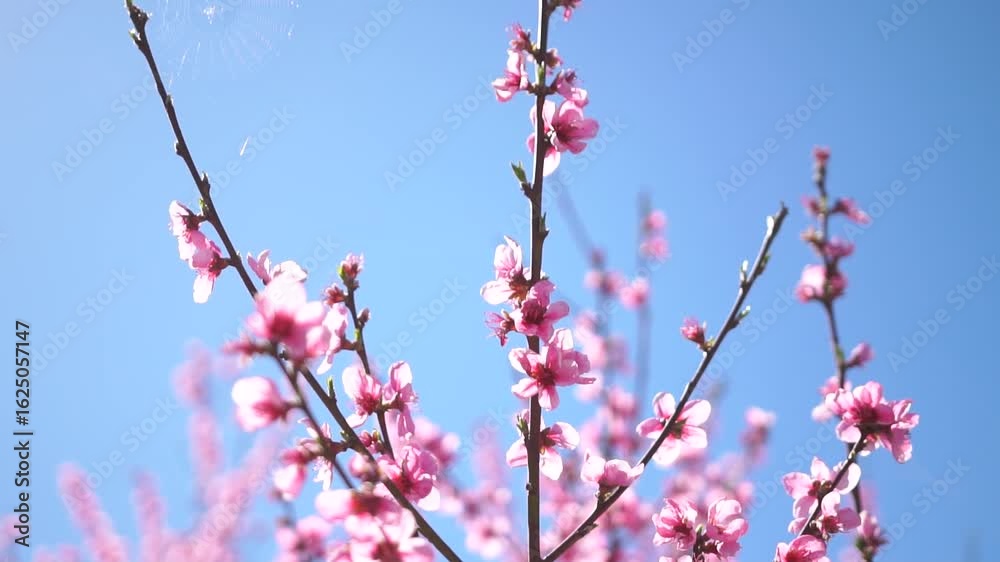 Peach Blossoms Spring Flowers Nature - Closeup of delicate pink peach blossoms blooming against a bright blue sky during springtime. Peach Blossoms Spring Flowers Nature - Closeup of delicate pink peach blossoms blooming against a bright blue sky during springtime.