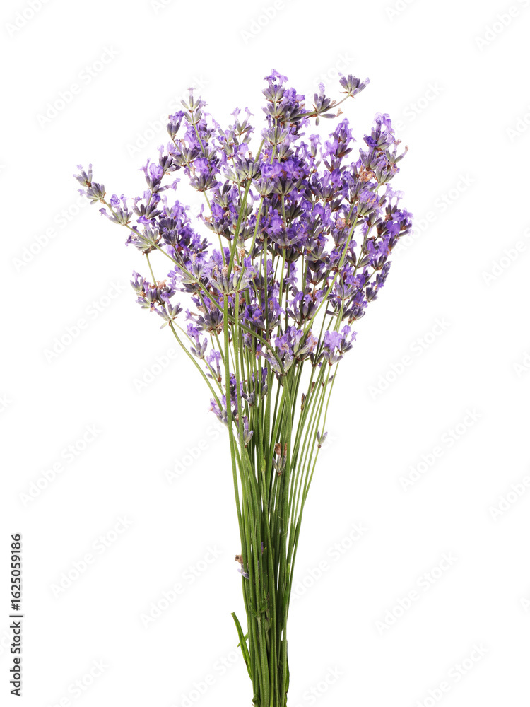 Naklejka premium Bunch of beautiful lavender flowers isolated on white