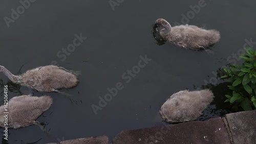 Mute Swan (Cygnus olor) and Cygnets Feeding on a Lake