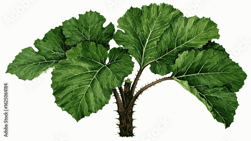 Rain-Kissed Foliage Gunnera manicata Beautiful leafy tree isolated watercolor vector illustration svg