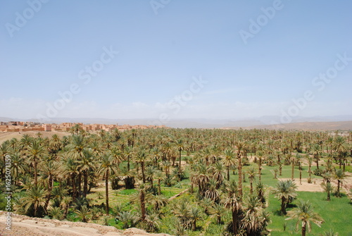 Aerial view of a Oasis in desert, UAE