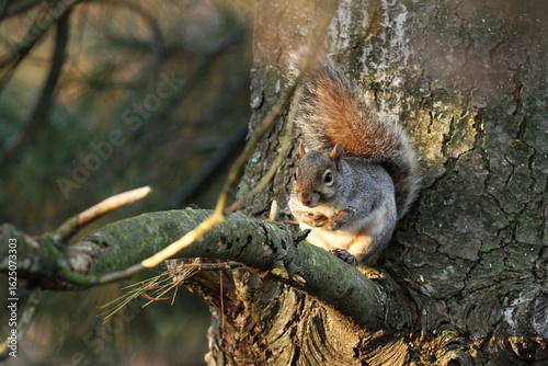 squirrel on a tree eating nut