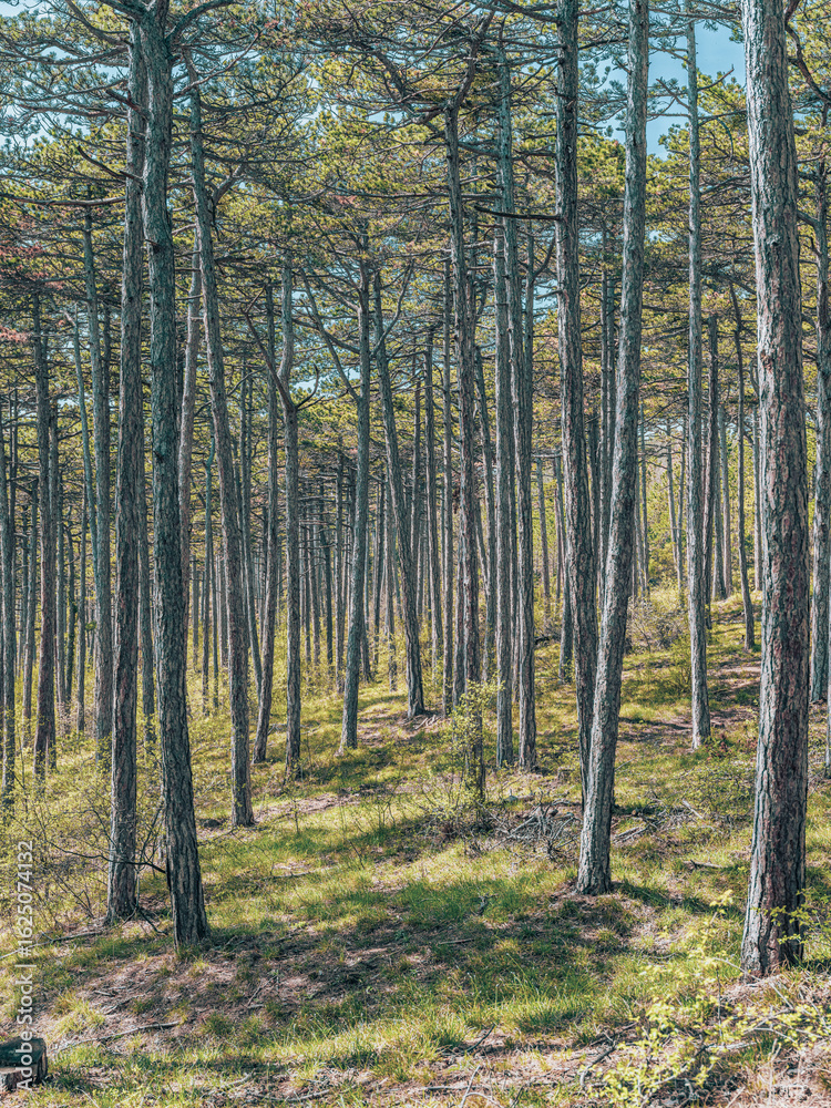 Fototapeta premium green forest in spring time
