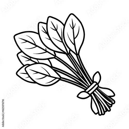 Illustration of a bunch of spinach with detailed leaves tied together with a simple string design
