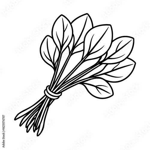 Outline drawing of a bundle of spinach leaves tied together with a simple rope like design element