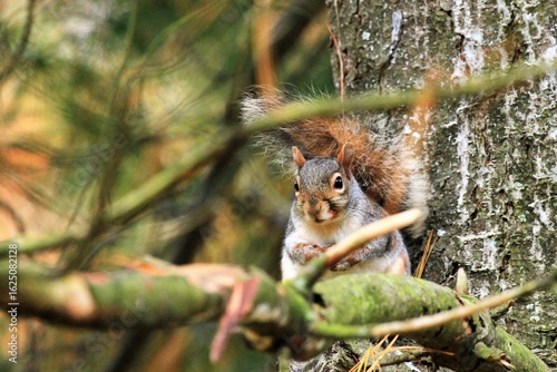 Squirrel on Tree