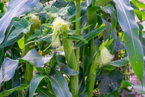 Canvastavla Corn and cucumbers entwine in a lively garden duet, their leaves and silks glowi