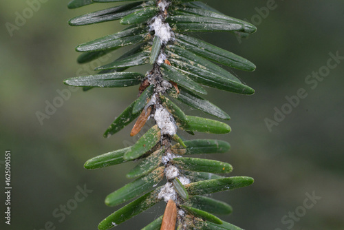 Tableau sur toile Hemlock woolly adelgid (Adelges tsugae) or HWA on eastern hemlock (Tsuga canadensis)