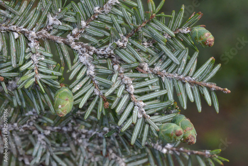 Hemlock woolly adelgid (Adelges tsugae) macro on Eastern hemlock twigs & needles. Hemlock woolly adelgid (or HWA) is an invasive, destructive aphid-like insect pest on hemlock trees in North America.
