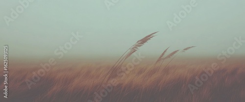 Serene Meadow Under Misty Sky: A Breathtaking Landscape Photography