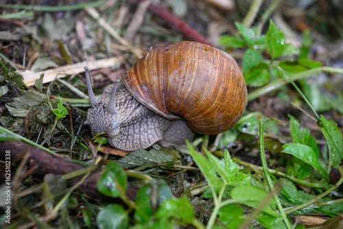 Weinbergschnecke im Regen