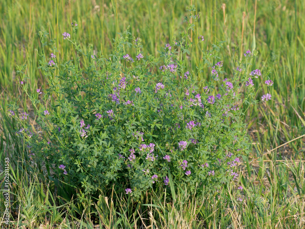 Fototapeta premium Alfalfa (Medicago sativa) Blooming in a Summer Meadow, Davidson Mesa Trail, Colorado