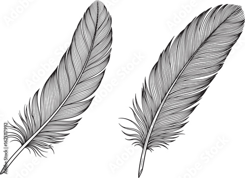 Vector art of two detailed feather illustrations isolated on white background