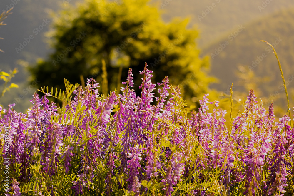 Fototapeta premium lavender field in the morning