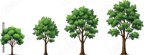 A beautifully illustrated set of four deciduous trees showing growth progression, isolated on a white background for any design project.