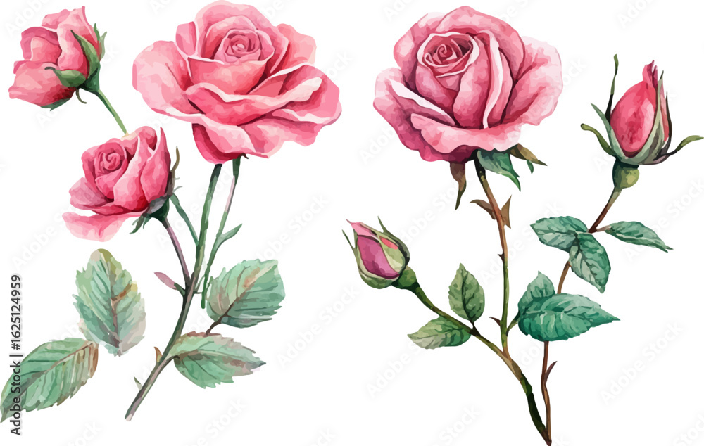 Fototapeta premium pink roses on white background