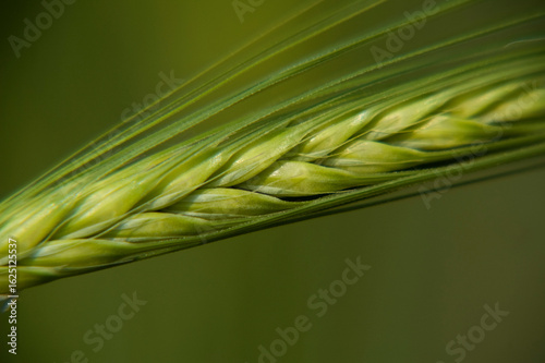 Green wheat ears