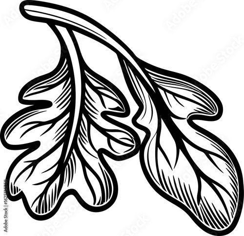 Hand drawn oak leaf and arugula leaf isolated engraving botanical sketch illustration
