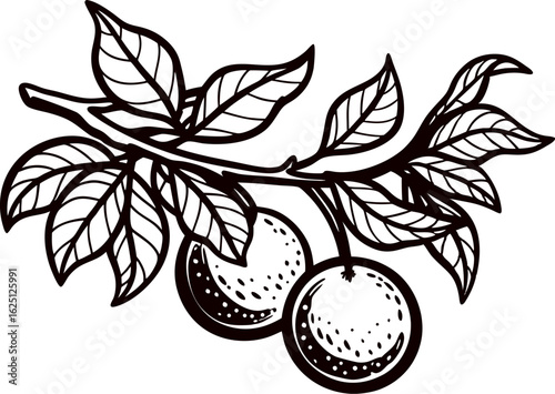 Hand drawn plum tree branch with leaves and two ripe plums isolated illustration
