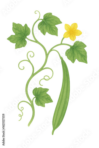 Sponge Gourd Vine with Flower and Fruit – Watercolor PNG