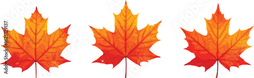 Three vibrant orange maple leaves with detailed veins, autumn foliage, fall season symbols, nature illustration, seasonal leaf