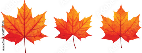 Three vibrant orange maple leaves with detailed veins, autumn foliage, fall season symbols, nature illustration, seasonal leaf collection