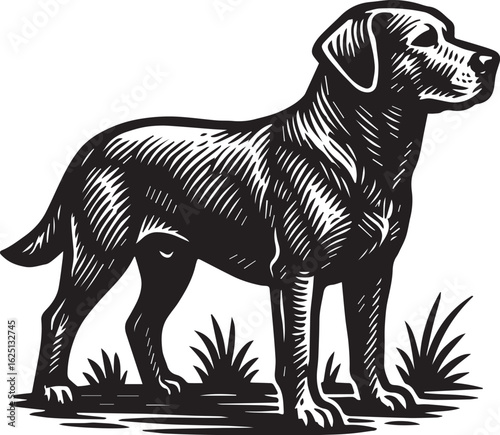 Bold black-and-white linocut illustration of a Labrador Retriever standing in a proud, attentive pose.