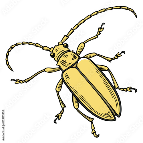 colorado potato beetle vector illustration