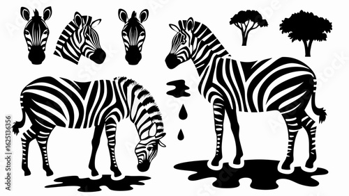 Illustration of zebras in various poses with trees and water drops in black and white design element silhouette
