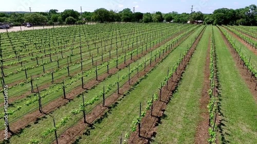 Aerial view of vineyard rows in the texas hill country