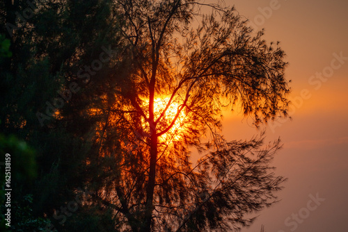 Sunset behind the trees