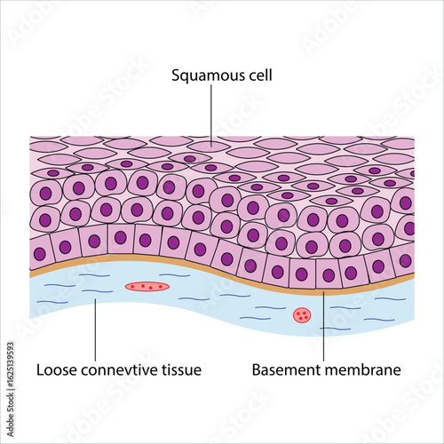 Keratinized stratified Squamous Epithelium and Underlying Tissues