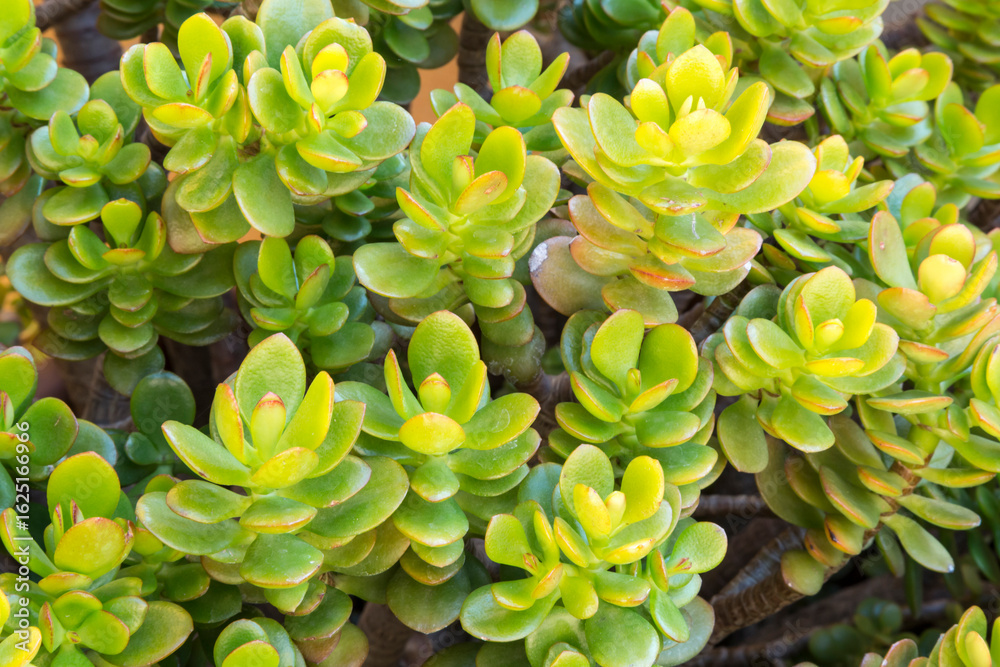 Fototapeta premium Crassula ovata or Jade tree, succulent plant native to South Africa and Mozambique