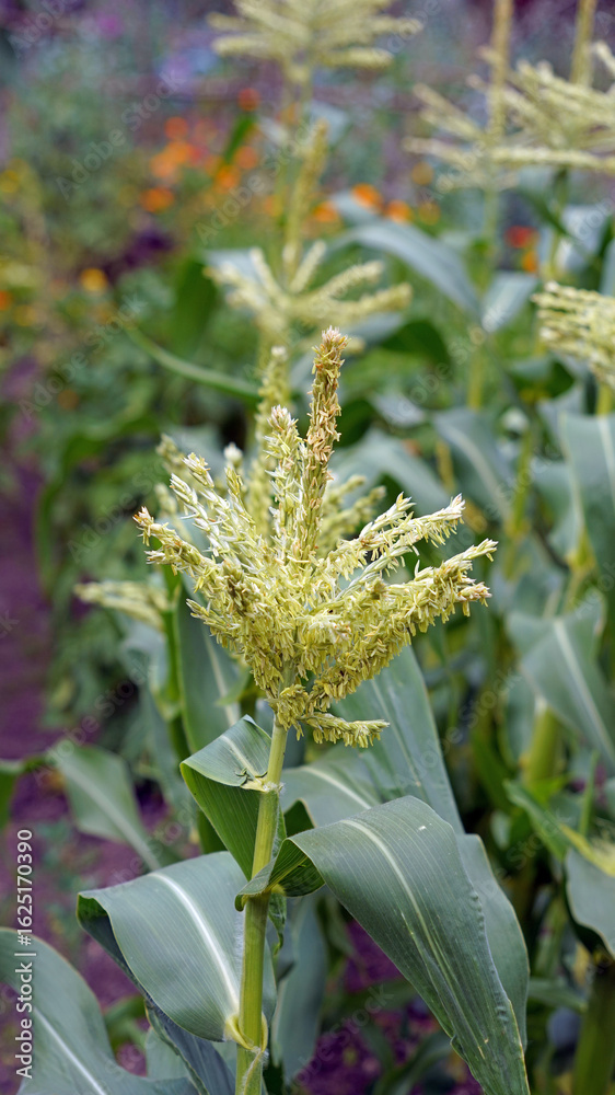 Obraz premium Closeup of Sweetcorn flowers, Derbyshire England 