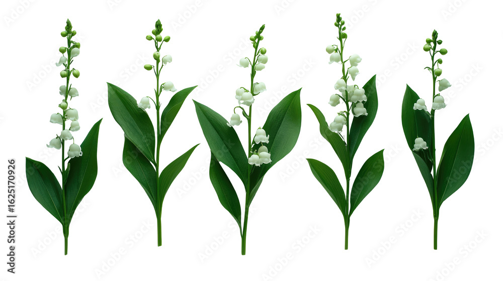 Fototapeta premium Fresh lily flowers isolated on a natural background.