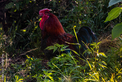 rooster in the grass