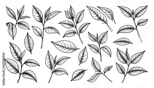 Hand-drawn tea leaves and branches in black and white, botanical illustration