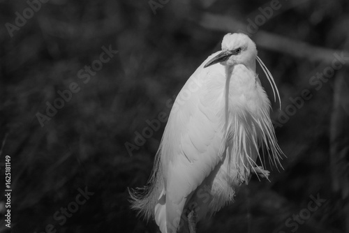 Little Egret Portrait