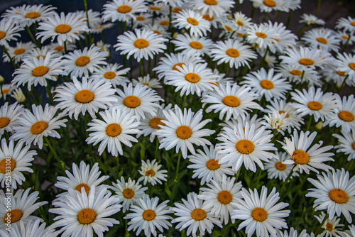 daisies in a garden