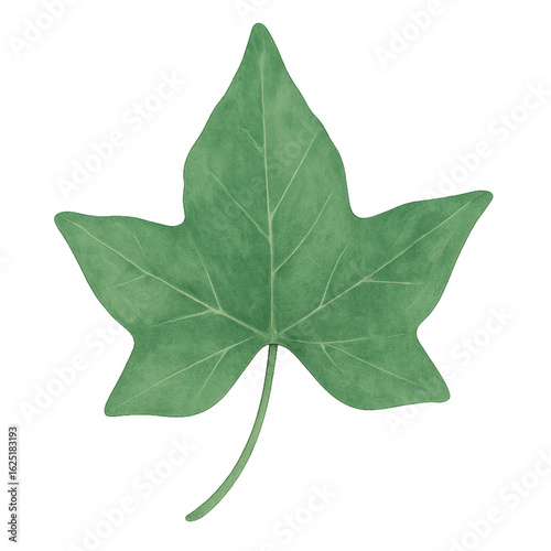 Single Ivy Gourd Leaf – Watercolor PNG
