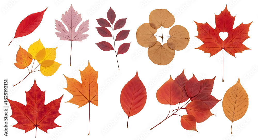 Obraz premium A vibrant set of isolated autumn maple leaves in various fall colors