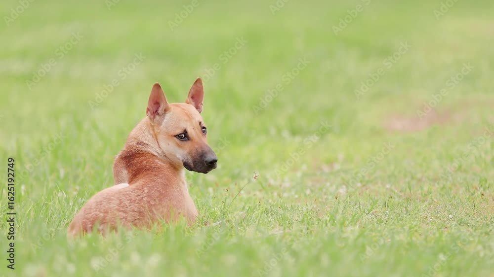 A brown dog is sitting in the green grass field on a sunny day A brown dog is sitting in the green grass field on a sunny day