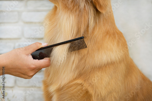 Quadro su tela Close-up of a person's hand using a comb to groom the golden fur of a Golden Retriever dog