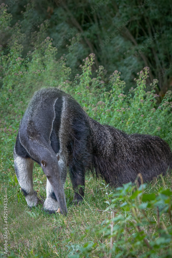 Fototapeta premium giant anteater in a lush green forest
