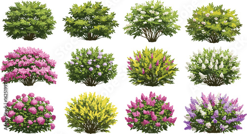 
Colorful Flowering Bushes, Spring Shrub Collection, Garden Foliage Plants, Botanical Bloom Vector, Natural Decorative Landscape Elements